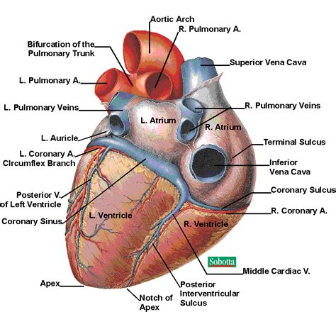 Posterior Diagram Of Heart