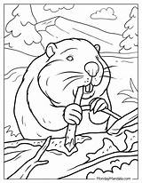Beaver Coloring Page Pages Download And Print sketch template