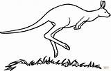 Australian Kangaroo coloring Page  Free Printable Coloring Pages sketch template