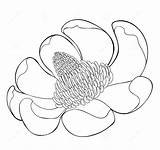 Magnolia Coloring Pages  Cool sketch template