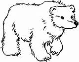 Free Printable Bear Coloring Pages sketch template