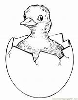 Egg Hatching Coloring Page At Bobby Gibson Blog sketch template
