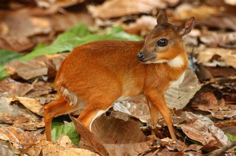 Royal Antelope. Can you imagine a full grown antelope the size of a ...