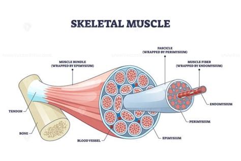 Skeletal muscle structure with anatomical inner layers outline diagram ...