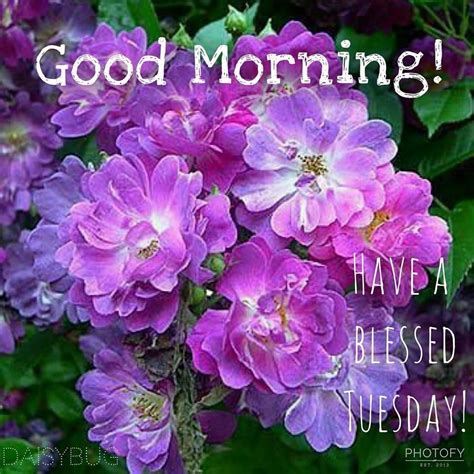 Blessed Floral Good Morning Tuesday Pictures, Photos, and Images for ...