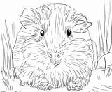 Realistic Guinea Pig coloring Page  Download Print Or Color Online sketch template
