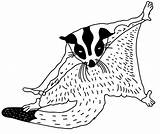 Sugar Glider Coloring Pages  Free Printable For Kids sketch template