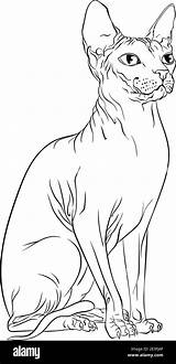 Sitting Sphynx cat Looking To The Side Line Art Vector Illustration  sketch template
