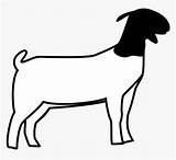 Texas Black Boer Goats By Twin Mountain Boers Contact Sketch Coloring Page sketch template