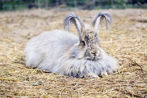 Angora Rabbit – All You Need To Know About Angora Rabbits