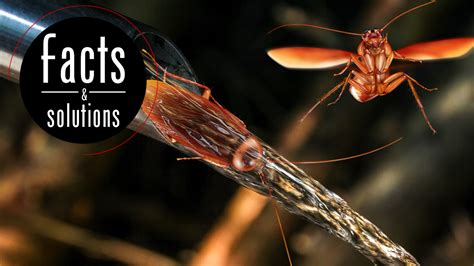 What Causes Water Roaches and How You Can Keep Them Out - Cockroach Facts