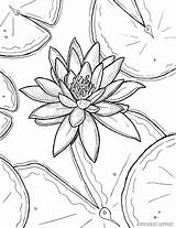 FREE Printable Water Lily Coloring Page Download – Ryanne Levin sketch template