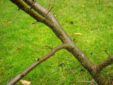 Black Cherry (Prunus serotina): Spring's Early Snow White Splendor