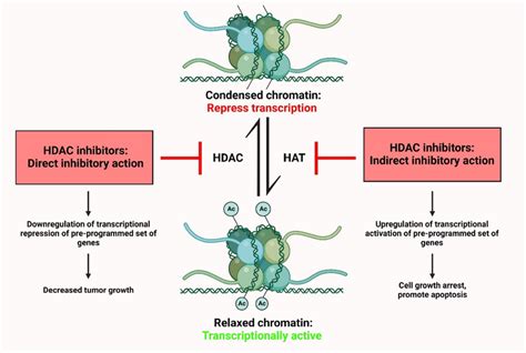 Molecular mechanism of action of HDAC inhibitors (Bi and Jiang 2006 ...