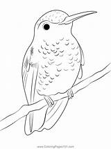 A Little Beauty Hummingbird Coloring Page For Kids  Free Swifts And sketch template