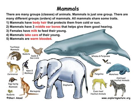 Class - Mammals (Grade K-3)