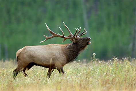 Yellowstone wildlife - CSMonitor.com