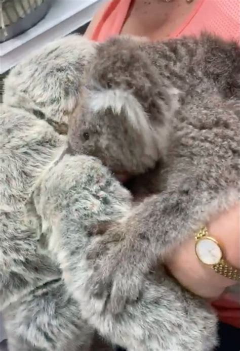 Koala Who Lost Mum In Bushfire Hugs Toy That Looks Just Like Her - LADbible