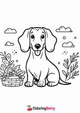 Wiener Dog Coloring Page Free PDF Printable sketch template