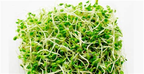 Wonders of Alfalfa sprouts - GOQii