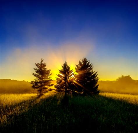 Sunrise Trees | Wallpapers Gallery