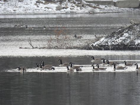 eBird Checklist - 24 Nov 2022 - Berge Camille-Barbe - 6 species