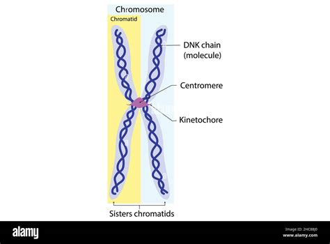 Chromosome, chromatid and dnk molecule, basic structure Stock Photo - Alamy