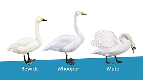 Which swan's which? How to tell the difference between swan species | WWT