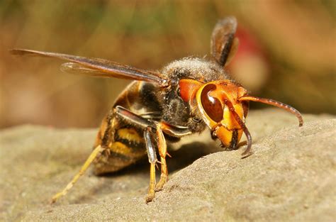 Asian Giant Hornet - Pictures, Diet, Breeding, Life Cycle, Facts ...