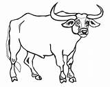 Ox Coloring Page At GetColoringscom  Free Printable Colorings Pages sketch template