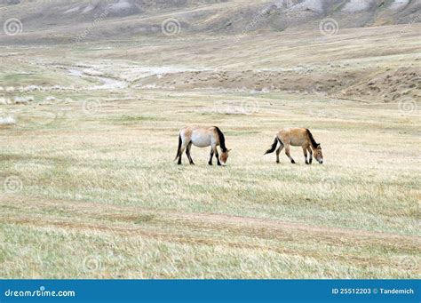 Horse in steppe stock image. Image of nature, gallop - 25512203