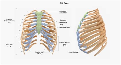 Human rib thoracic cage anatomy 3D model - TurboSquid 1607906