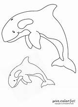 Killer Whale Coloring Pages sketch template