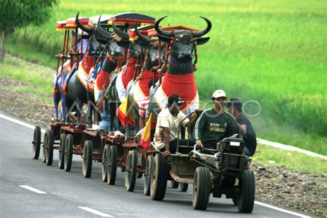 KESENIAN BANTENGAN | ANTARA Foto