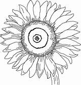 Free Sunflower Coloring Pages PDF For Kids  Coloringfoldercom sketch template