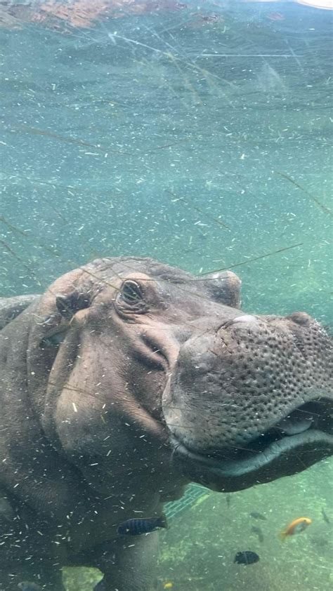 Hippo Moves At The Zoo | Zoo animals photography, Animal photography ...