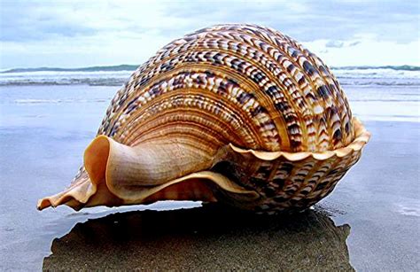 Shell Beach, Ocean Beach, Image Nature, Ocean Treasures, Orcas, Shell Art, Big Shell, Pics Art ...