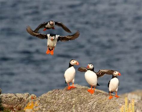 10 Interesting Puffin Facts | My Interesting Facts