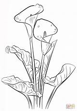 Calla Lily coloring Page  Free Printable Coloring Pages sketch template
