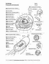 Prokaryote Coloring Worksheet Learn And Explore The World Of  sketch template