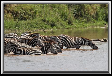 Striped daredevils! | A small herd of Grant's Zebra slake th… | Flickr
