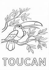 Toucan Coloring Page Printable  ColoringBay sketch template