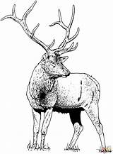 Free Printable Elk Coloring Pages  Home sketch template