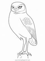 Burrowing Owl Coloring Page sketch template