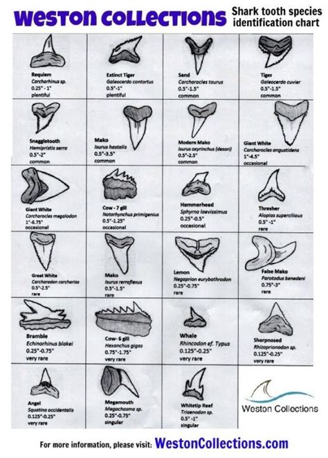 Venice Beach Shark Teeth Chart - TeethWalls