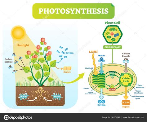 Diagram Of Photosynthesis - exatin.info