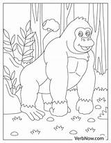 Gorilla Coloring Page sketch template