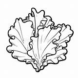 Romaine Lettuce Coloring Page sketch template