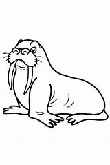 Walrus Coloring Page sketch template