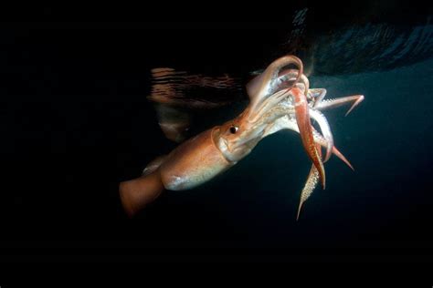 Learn more about Humboldt Squid - The Scuba News